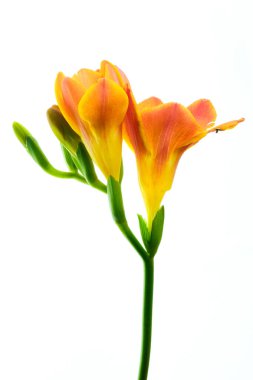 Güzel çiçek açan turuncu frezya çiçeği beyaz arka planda izole edilmiş.