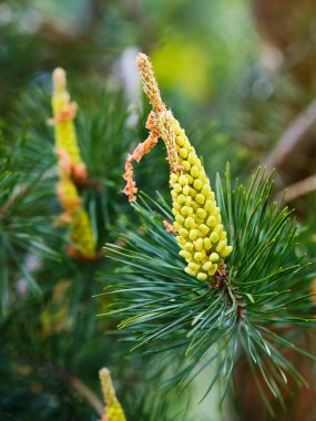 Sprin 'de çiçek açan çam ağacı detayı
