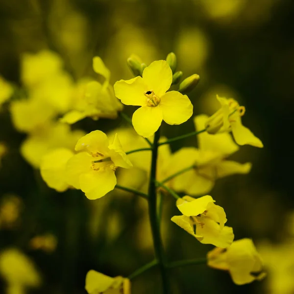 Blooming Rapeseed Yellow Oilseed Plant Close Detail — Stock Photo, Image