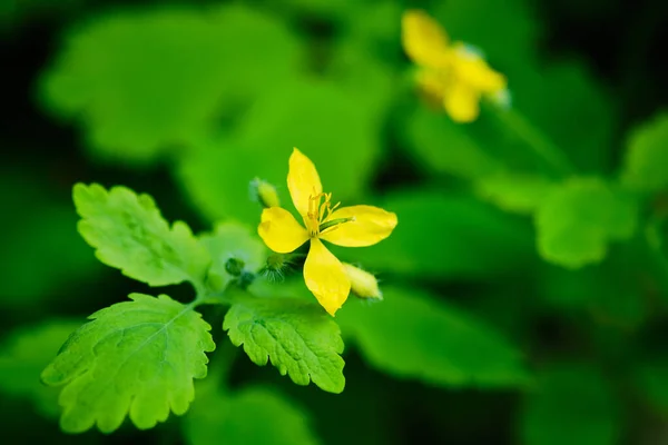 Blooming Greater Celandine ดอกไม ใกล ดรายละเอ รูปภาพสต็อก