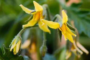 Sarı çiçekli domates fabrikası. Kapıları kapatın.