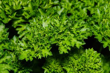 Bahçede taze kıvırcık maydanoz var. Ayrıntıları kapat.