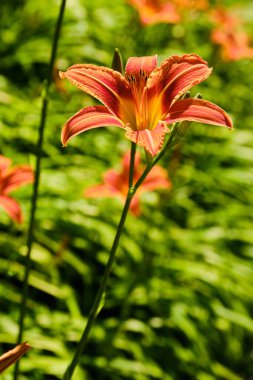 Güzel çiçek açan portakal çiçeği - hemerocallis fulva - ayrıntıları kapat