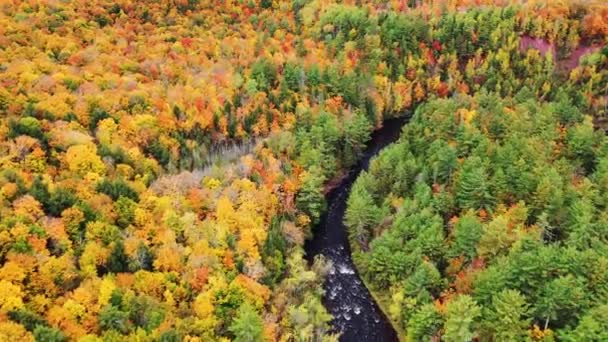Niesamowita antena lecąca w dół Bad River w kierunku zakrętu rzeki w kształcie podkowy z kolorowym jesiennym listowiem podszywającym brzegi rzeki w parku Copper Falls w Mellen w stanie Wisconsin. — Wideo stockowe