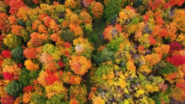 Hermosa antena de otoño mirando hacia abajo en un camino de tierra o atv trail con charcos de agua en las pistas y las tapas de verde, rojo, amarillo y naranja follaje de otoño en un bosque en la parte superior de Michigan. — Vídeos de Stock