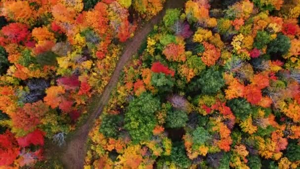 Hermosa antena de otoño mirando hacia abajo en un camino de tierra o atv trail con charcos de agua en las pistas y las tapas de verde, rojo, amarillo y naranja follaje de otoño en un bosque en la parte superior de Michigan. — Vídeos de Stock