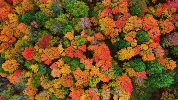 Beautiful autumn aerial looking down at a dirt path or trail with puddles and the tops of green, red, yellow and orange colored fall foliage in a forest in upper Michigan. — Stock Video