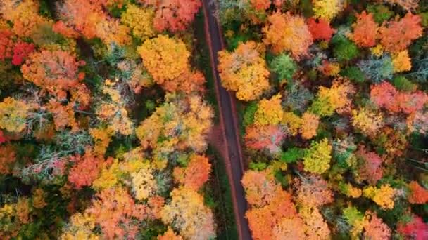 Vackra resor antenn tittar ner och korsar en smal diagonal asfalterad väg delvis täckt med blad mellan färgglada träd med höstlövverk av gröna, röda, orange och gula färger. — Stockvideo