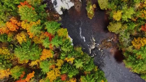 Hermoso vuelo aéreo de otoño sobre el río Potato y mirando hacia abajo en cascadas y rápidos por encima de las cataratas de la patata superior con árboles amarillos, naranjas, rojos y verdes que bordean las orillas del río en Wisconsin. — Vídeos de Stock