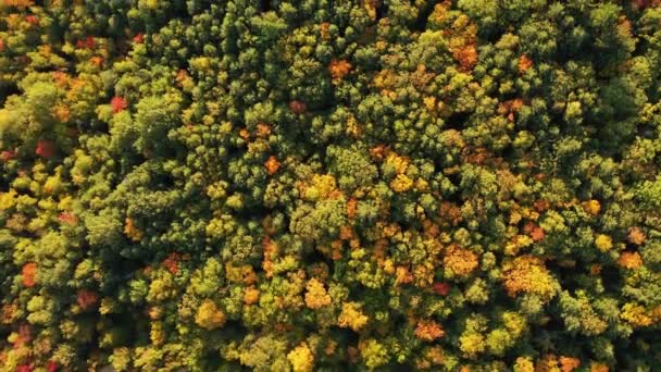 Чудовий Подорожній Вид Літає Над Густим Лісом Осіннім Листям Яке — стокове відео