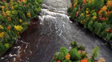 Tahquamenon Nehri 'nden aşağı çağlayan şelalelere doğru uçan hava dalgaları, sonbahar renklerinde yaprakları olan yeşil ağaçlardan oluşan bir orman ve renkli yapraklar arasında yuva yapmış..
