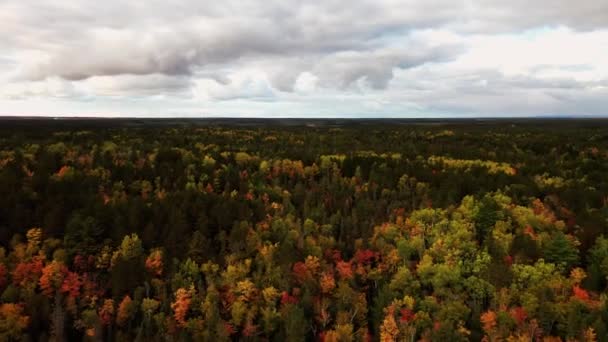 Прекрасна Осіння Природа Або Ландшафтний Аеродинамічний Панорама Над Лісом Вічнозелених — стокове відео