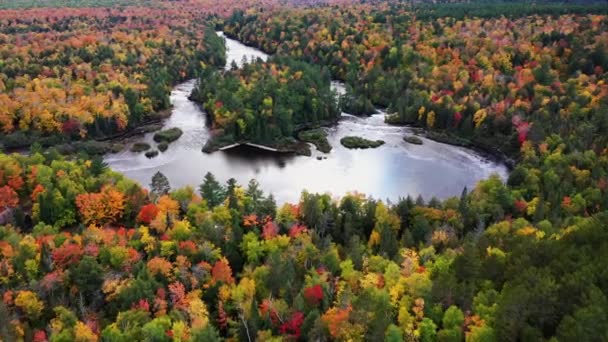 Michigan Yarımadasının Yukarısındaki Tahquamenon Şelalesi Nde Sonbahar Renkli Yaprak Döken — Stok video