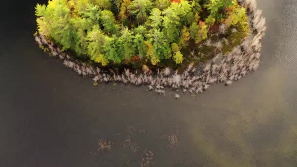 Vacker Antenn Viadukt Titta Ner Över Täckt Vintergröna Och Falla — Stockvideo