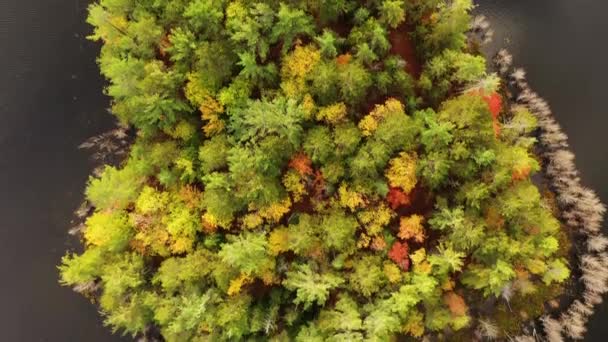 가을에 킹스턴 호수에 상록수와 나뭇잎으로 날면서 아름다운 비행은 아래쪽의 물에서 — 비디오