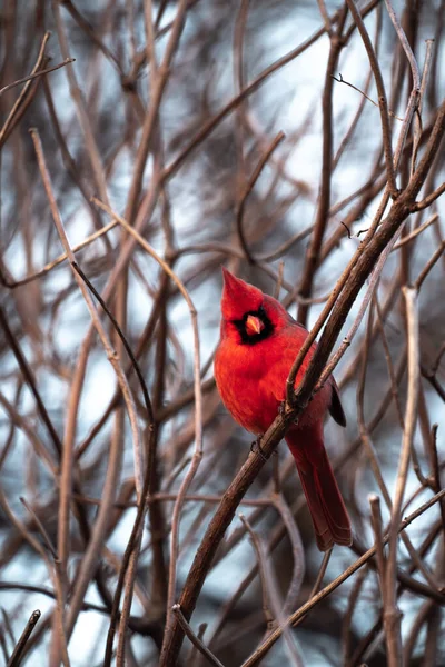 Beautiful Single Bright Red Male Northern Cardinal Sitting Perched Angle — Stock Photo, Image