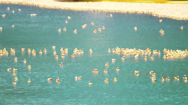 芝加哥 2021年8月5日 在伊利诺伊州特奥会期间 橡胶鸭漂浮在障碍物前 开始聚集在一起 — 图库视频影像