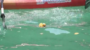 Chicago, IL - 5 Ağustos 2021: Geçen bir kano, her yıl düzenlenen Illinois Ducky Derbisi sırasında bariyerden kaçan sarı lastik ördeği yakalamaya çalışıyor..