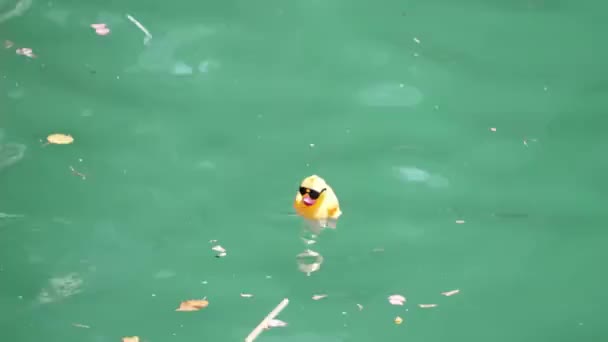 芝加哥 2021年8月5日 在一年一度的伊利诺伊州特奥会期间 一只橡胶鸭沿着芝加哥河漂流而下 — 图库视频影像