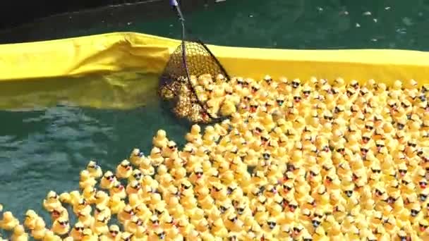 芝加哥 2021年8月5日 在一年一度的伊利诺伊州特奥会结束后 大型渔网把成堆的黄色橡胶鸭从河里捞了出来 — 图库视频影像