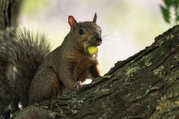 Ein Männliches Grauhörnchen Sitzt Mit Einer Großen Grünen Eichelnuss Mund — Stockfoto