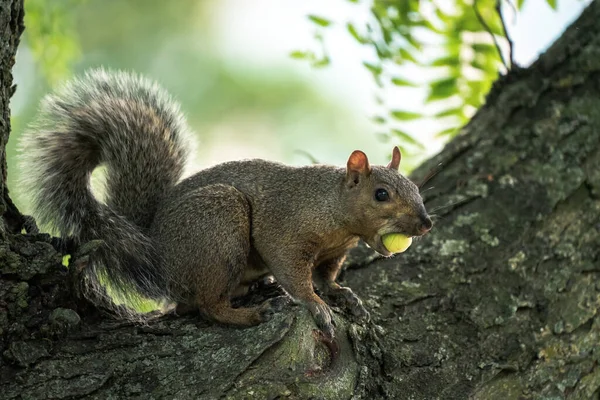 Ein Männliches Grauhörnchen Sitzt Mit Einer Großen Grünen Eichelnuss Mund — Stockfoto