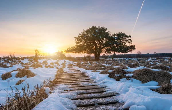 Bog pine with wooden path in to the high venns at winter on sunset — Stock Photo, Image