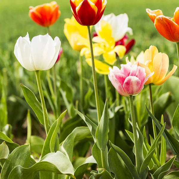 Barevný Tulipán květy v poli — Stock fotografie