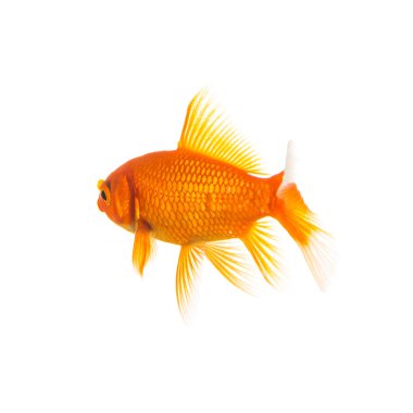 Goldfisch von hinten