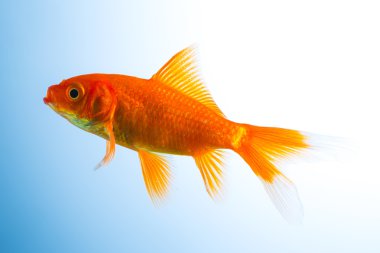 Goldfish içinde a balık tank