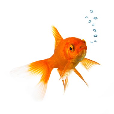 Oksijen bubbels ile Goldfish