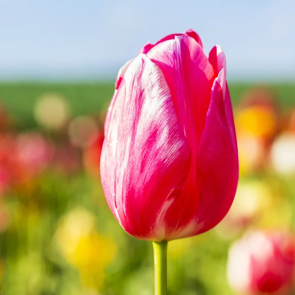 Růžová Tulipán pupenu v poli — Stock fotografie