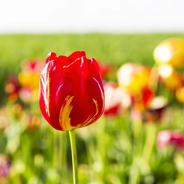Tulipán v květinovém poli — Stock fotografie