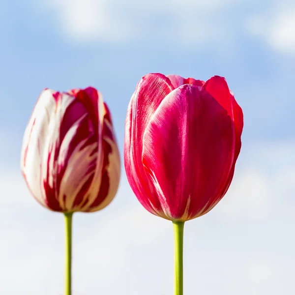 Růžové tulipány na modré obloze — Stock fotografie