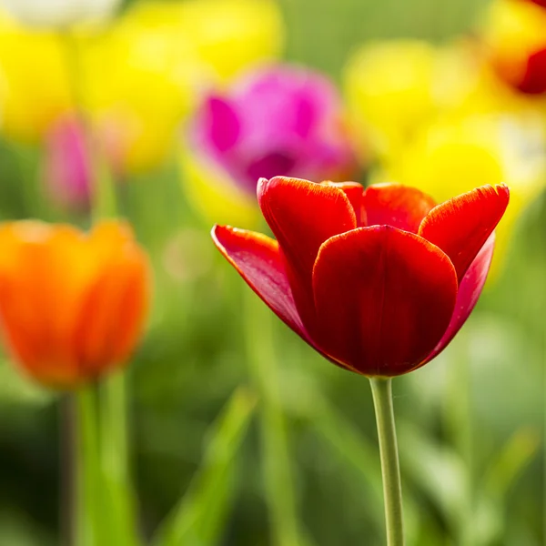 Detail z červené tulipány — Stock fotografie