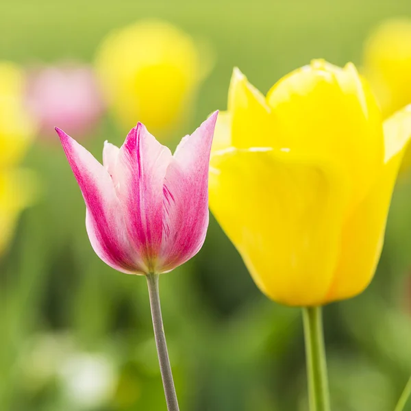 Gemme di tulipano in estate — Foto Stock