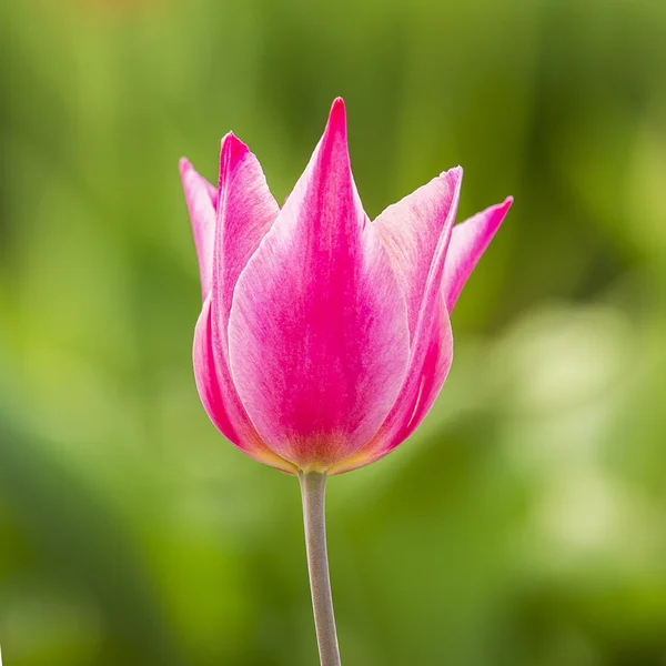 Fiore di tulipano rosa macro — Foto Stock