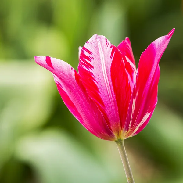 Tulipano rosa — Foto Stock