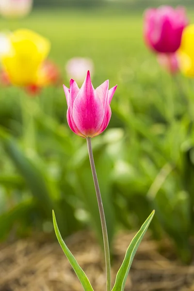 Rosa Tulpenblume in einem Tulpenfeld — Stockfoto