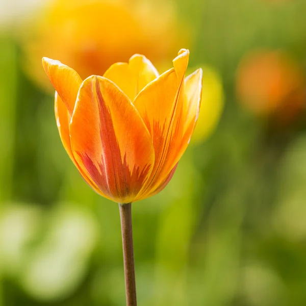 Oranžový Tulipán pupen — Stock fotografie