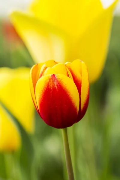 Tulipán květ bud — Stock fotografie
