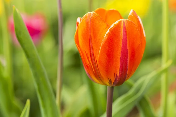 Tulpenknospe in orangen Farben — Stockfoto