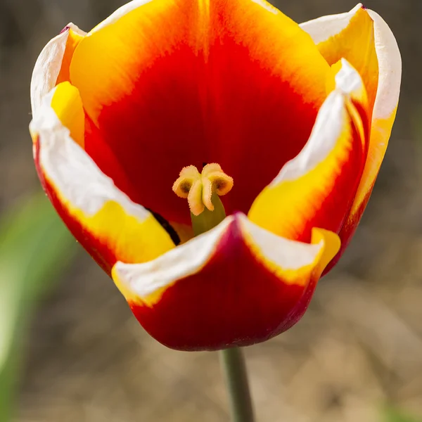 Tulipa flor macro — Fotografia de Stock