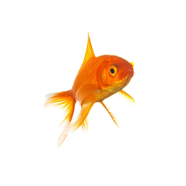 GOLDFISK — Stockfoto