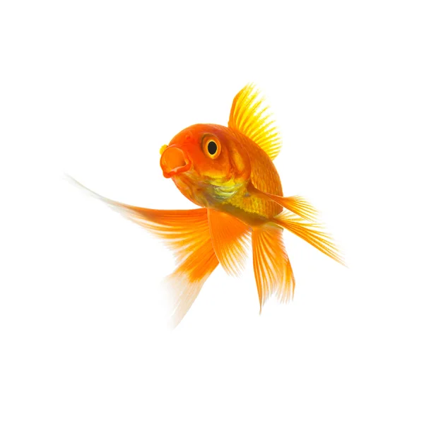 Goldfish Carassius auratus em branco — Fotografia de Stock