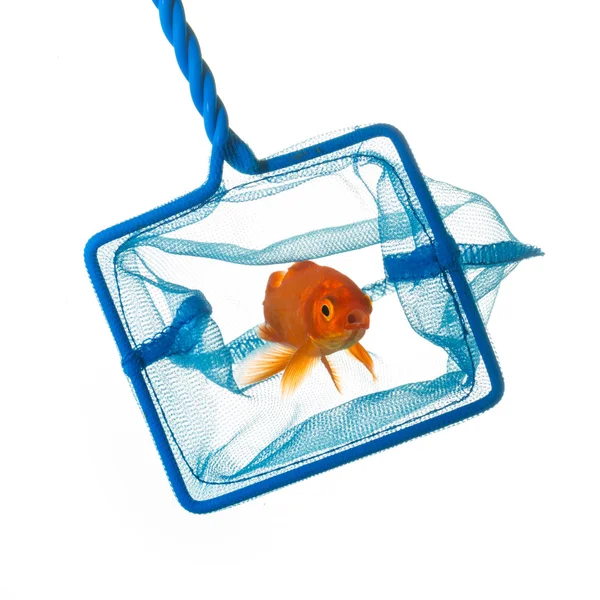 Catching a goldfish — Stock Photo, Image