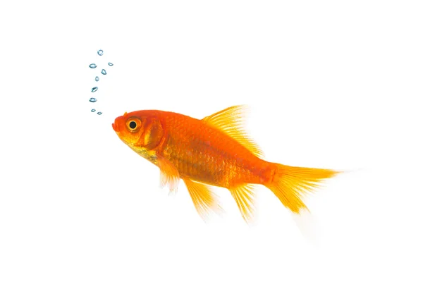 Золотая рыбка с пузырьками воздуха — стоковое фото