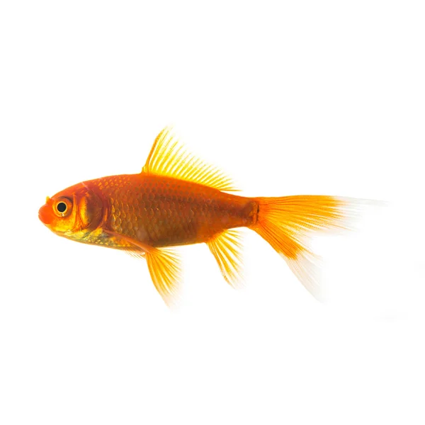 Gold fish — Stock Photo, Image