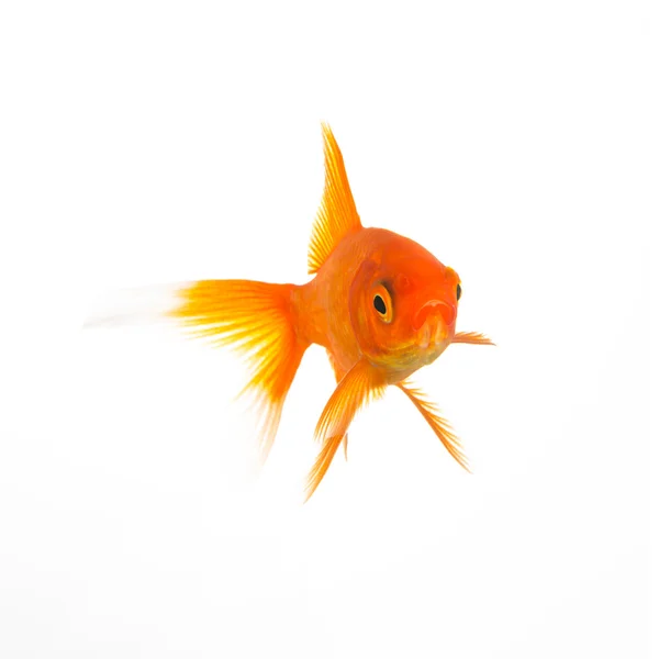 Złota rybka pod wodą — Zdjęcie stockowe