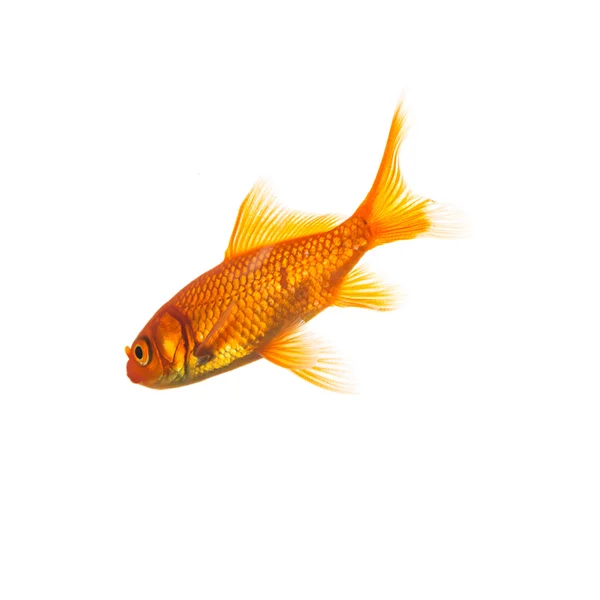 Goldfisch (떡 auratus) — 스톡 사진